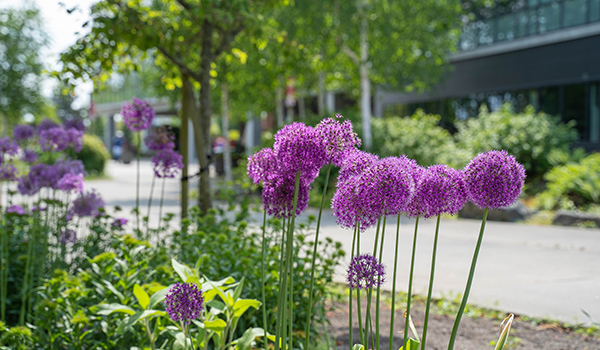 Purple flowers with campus sidewalk, trees, bushes and building in background.