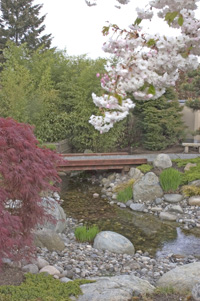 NBI Japanese Garden Bridge with Cherry