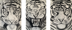 Gabby Cruz- triptych of a tiger done in charcoal.