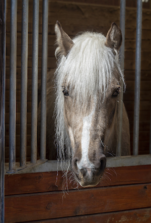 Abby Smith - photograph of a brown horse with a white main.