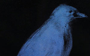 Blue Crow by Janice Lengenfelder